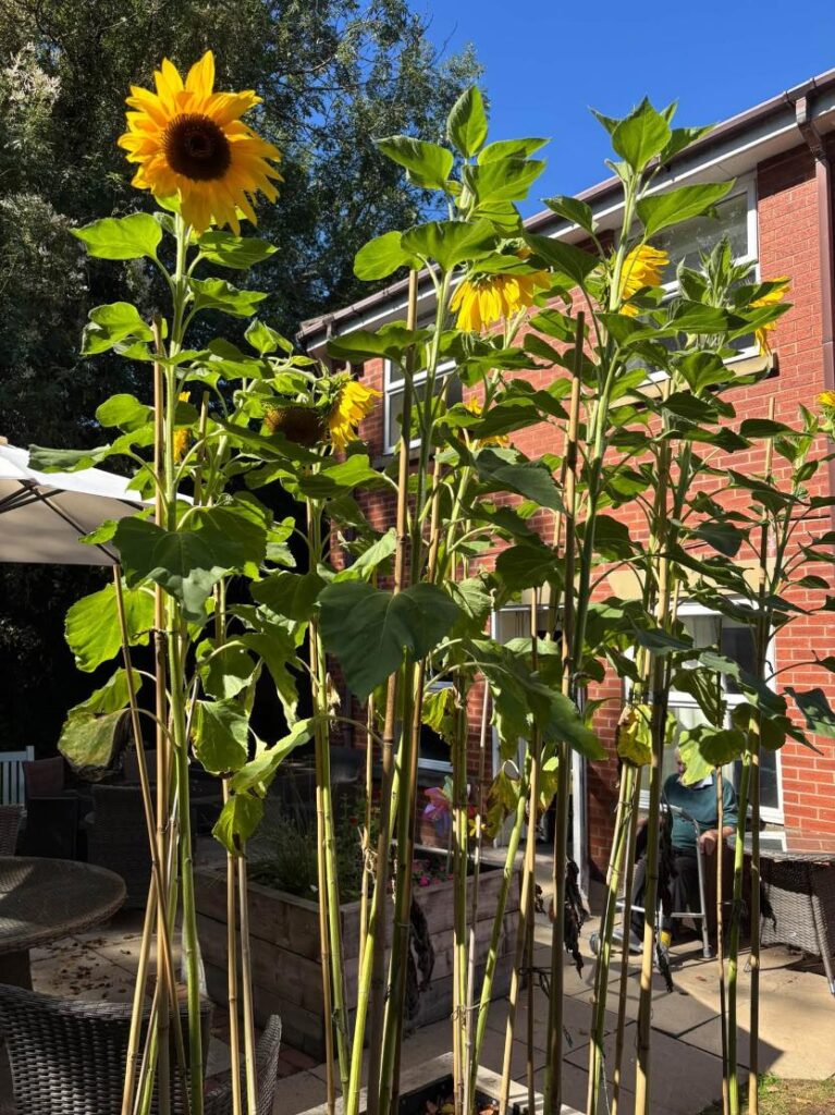 sunflowers in garden